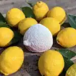 Atölye Kiraz boyanabilir limon figürü eski ahşap zemin etrafında limonlarla dairesel dizilim