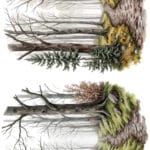 Ütü ile Rub On Transfer Kağıdı: Dekoratif Süsleme Kağıdı - CK138 | 30x50 cm