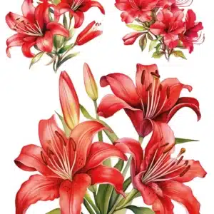 KST124 | Koyu Zemin Sulu Transfer Kağıdı (25x35 cm)