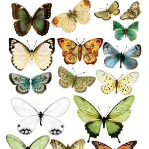 ST137-MH | Sulu Transfer Kağıdı-25x35 cm