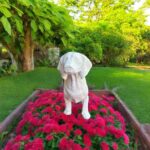 Polyester Gazete Desenli Köpek Figürü